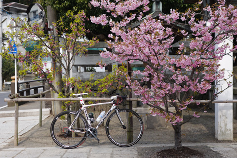 鎌倉宮で一休み。河津桜が咲いてました（＾＾）