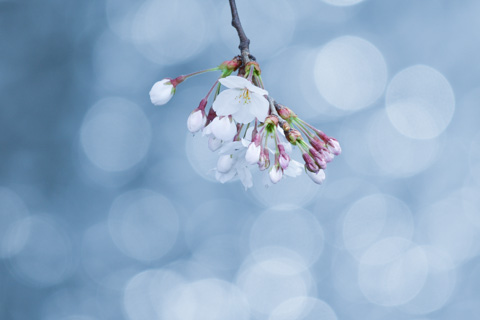 今年のマイ桜は，ブルーがテーマでした（＾＾）