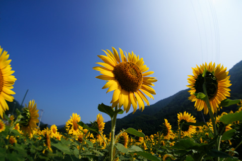 清川村にある「おやじの花畑」。夏はひまわりが満開です（＾＾）